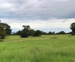 Fazenda A Venda 2.892 Alqueires Pantanal Alto Em Mato Grosso Pecuária De Cria E Recria 